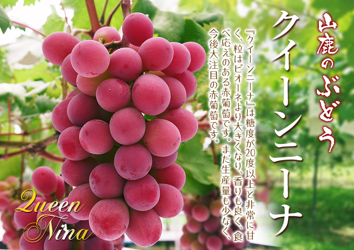 熊本ぶどう 社方園 今年も順調に花が咲きました!花セットの様子と匠の技を学ぶ研修生の話(後編)_a0254656_17495600.jpg