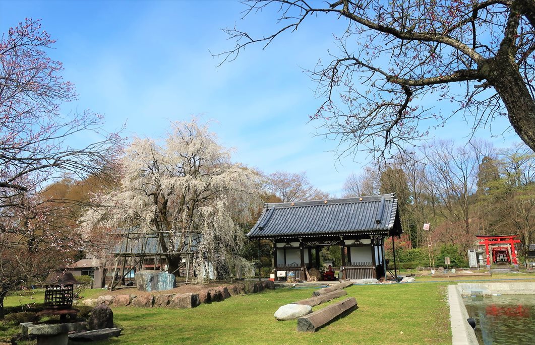 変わらぬ風景ー85　里山の桜たち～満月_b0191160_19364321.jpg