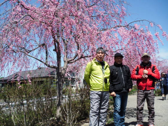 感動の日中線のしだれ桜！　並びに　笹川流れツーの案内_c0325468_20325458.jpg