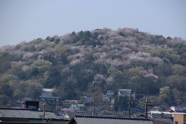 山桜(1) (2019/4/18撮影)_b0369971_18233533.jpg