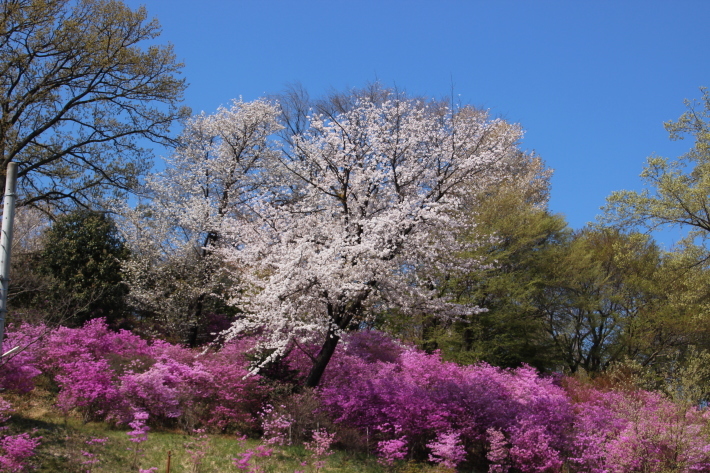 山桜(1) (2019/4/18撮影)_b0369971_18313295.jpg