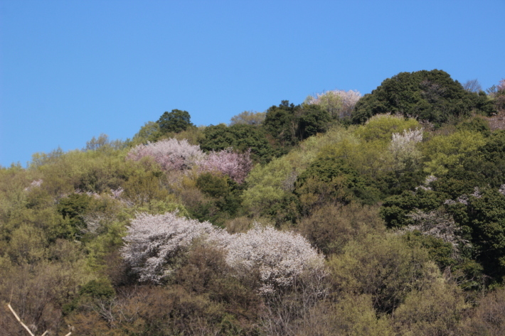 山桜(1) (2019/4/18撮影)_b0369971_20052101.jpg