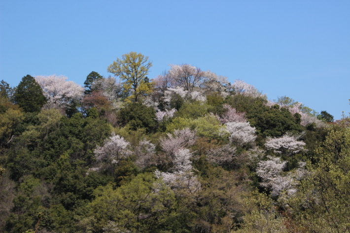 山桜(1) (2019/4/18撮影)_b0369971_20564881.jpg