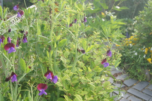 e0181373_20125240.jpg