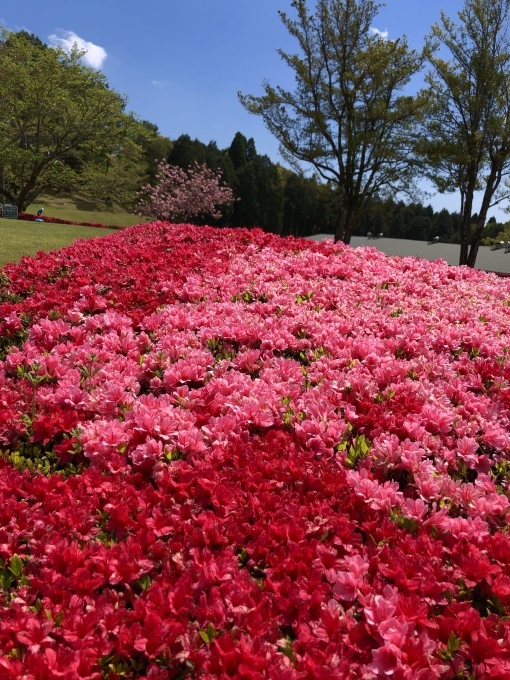 平成最後の桜_e0145589_00011748.jpeg