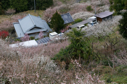 梅　～雲海を眼下に_e0366896_14245479.jpg