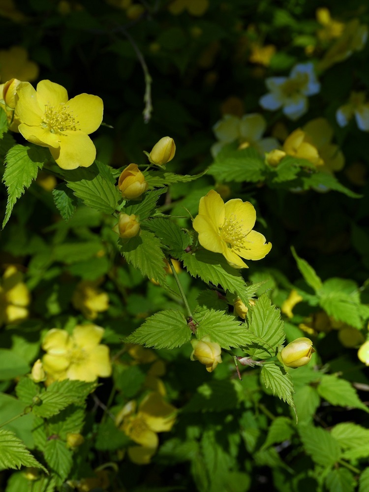 たけなわな春の花木_d0389007_14061311.jpg