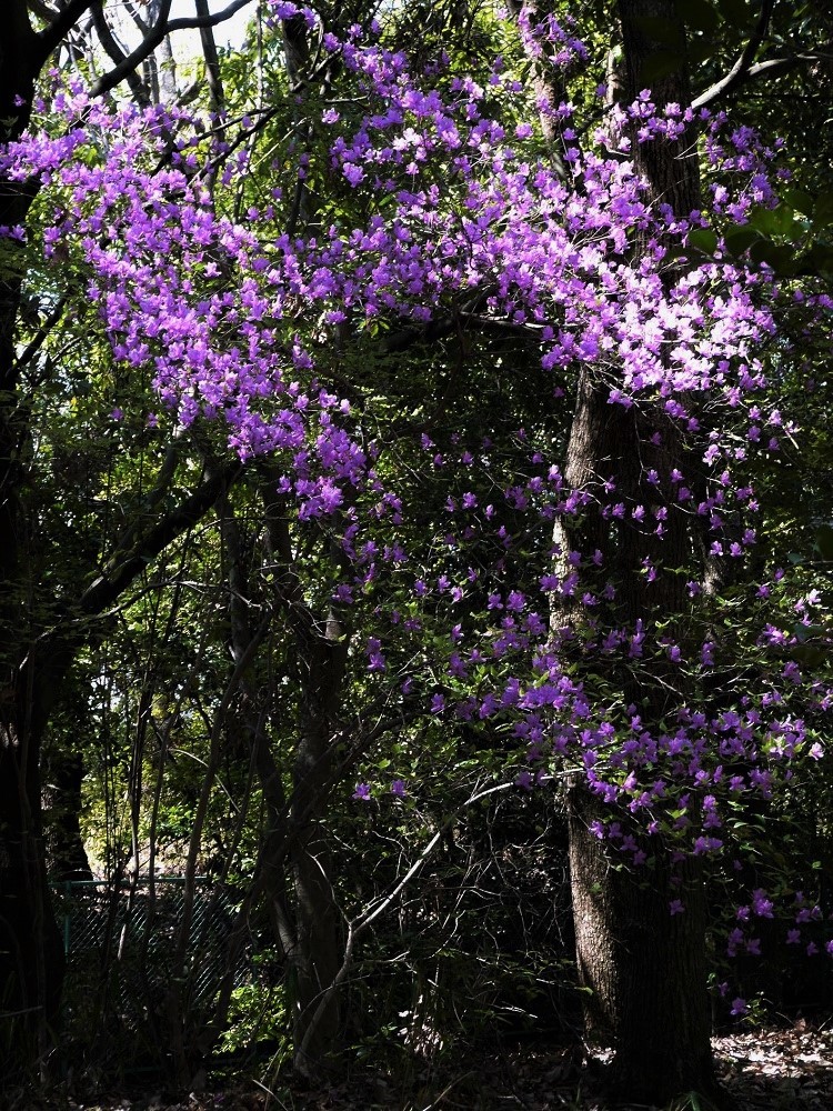 たけなわな春の花木_d0389007_15194906.jpg