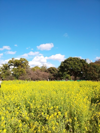 浜離宮恩賜庭園で菜の花畑！_d0140708_14302262.jpg