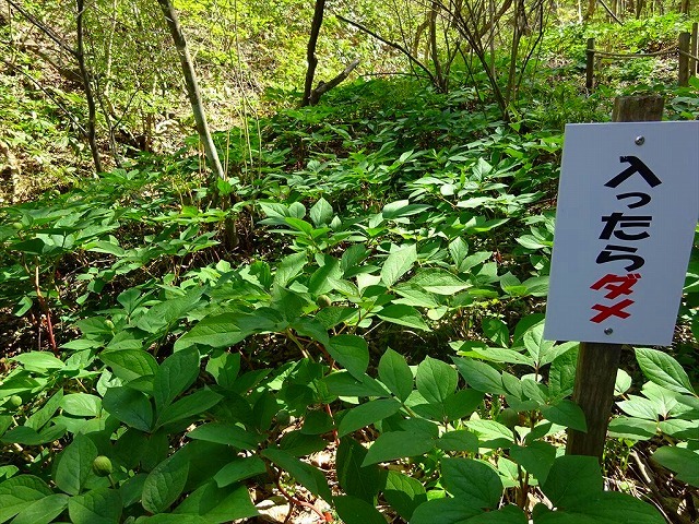 2019年４月の山行　その１_b0062010_07134336.jpg