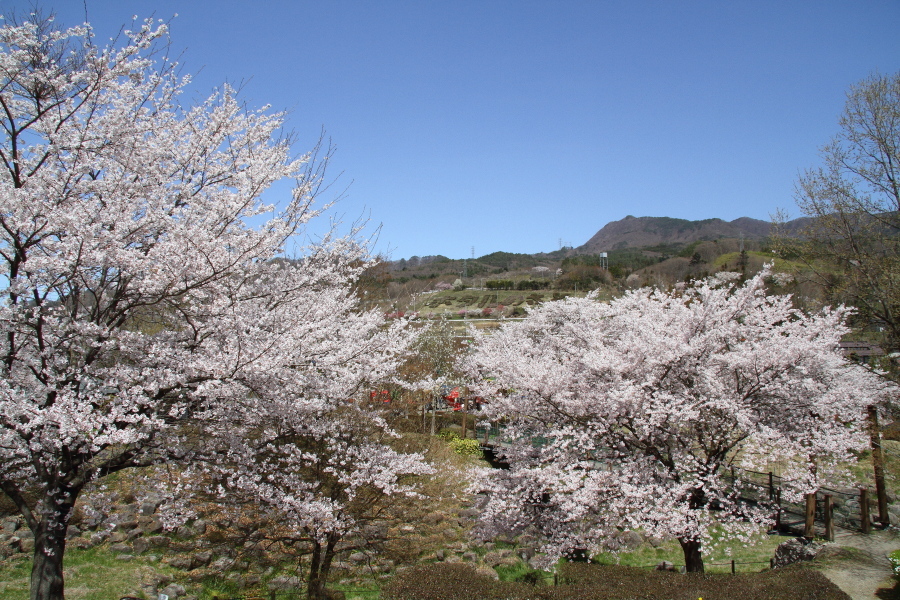 桜と水が入る前の田んぼに汽笛が響く - 2019年桜・上越線 -_b0190710_17494056.jpg