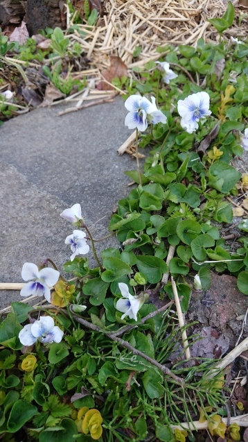 b0035611_21425536.jpg