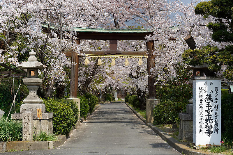桜巡り2019@光福寺_f0032011_19273007.jpg