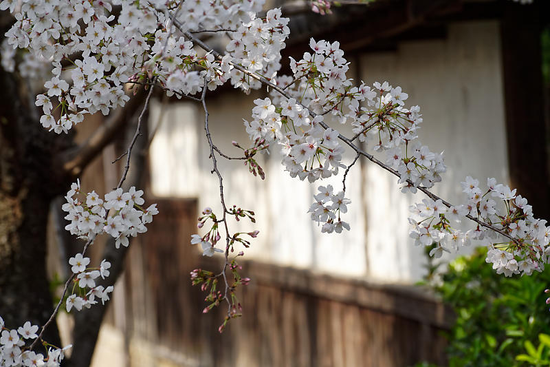 桜巡り2019@光福寺_f0032011_19273024.jpg