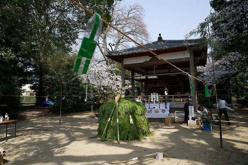 桜巡り2019@光福寺_f0032011_19273040.jpg