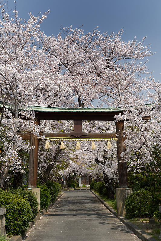 桜巡り2019@光福寺_f0032011_19273042.jpg