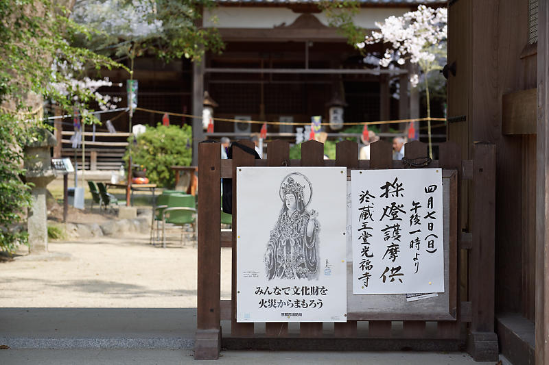 桜巡り2019@光福寺_f0032011_19273067.jpg