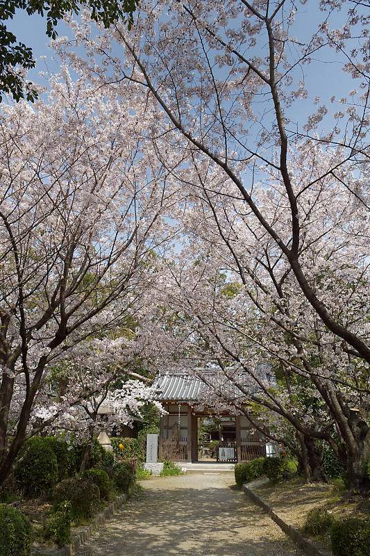 桜巡り2019@光福寺_f0032011_19273101.jpg