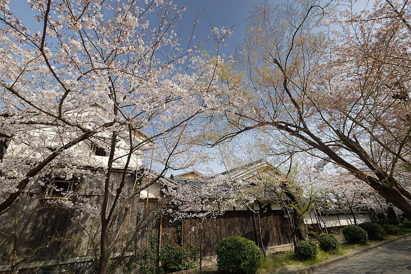 桜巡り2019@光福寺_f0032011_19273135.jpg