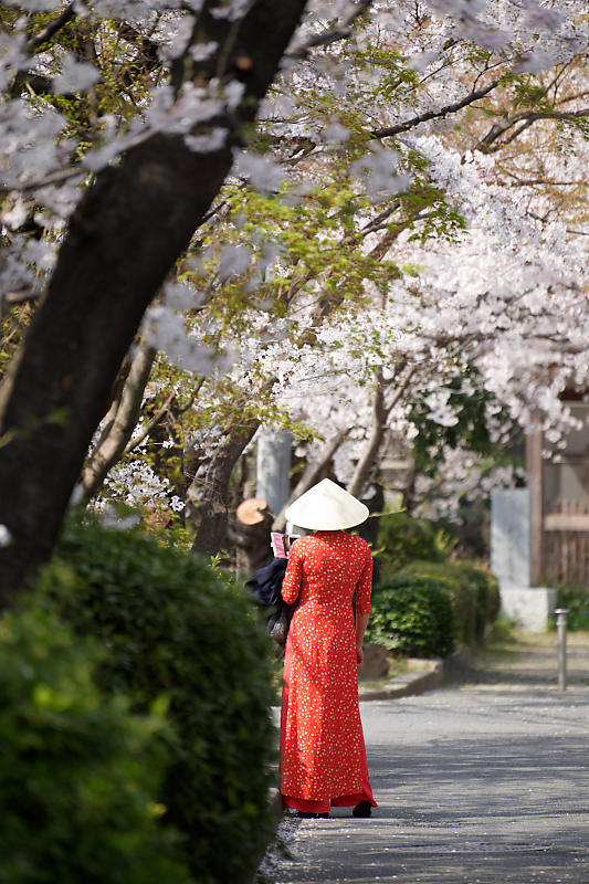 桜巡り2019@光福寺_f0032011_19273171.jpg