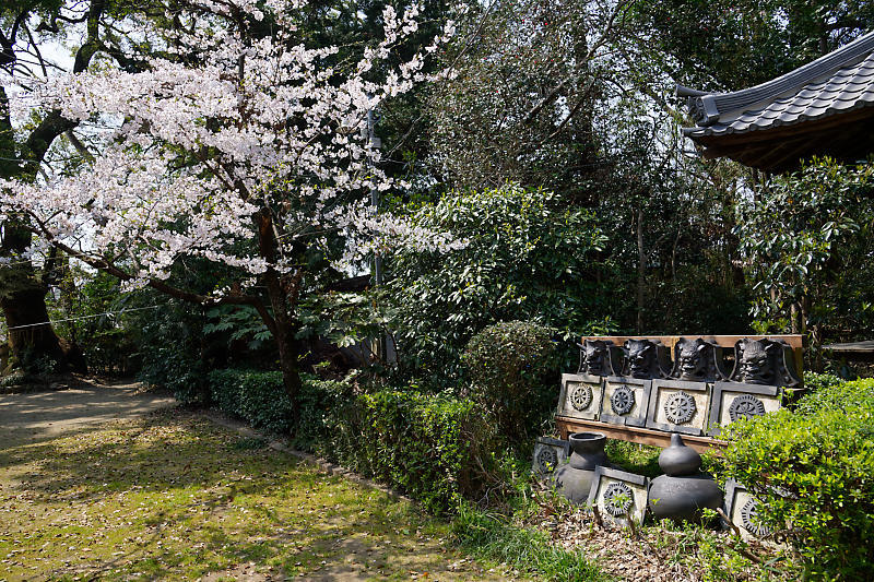桜巡り2019@光福寺_f0032011_19273197.jpg