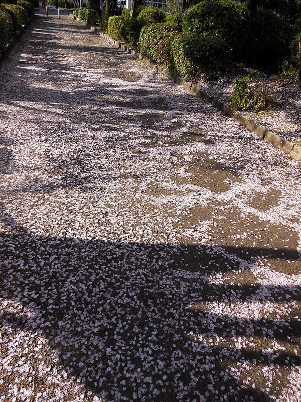 桜巡り2019@光福寺_f0032011_19313730.jpg
