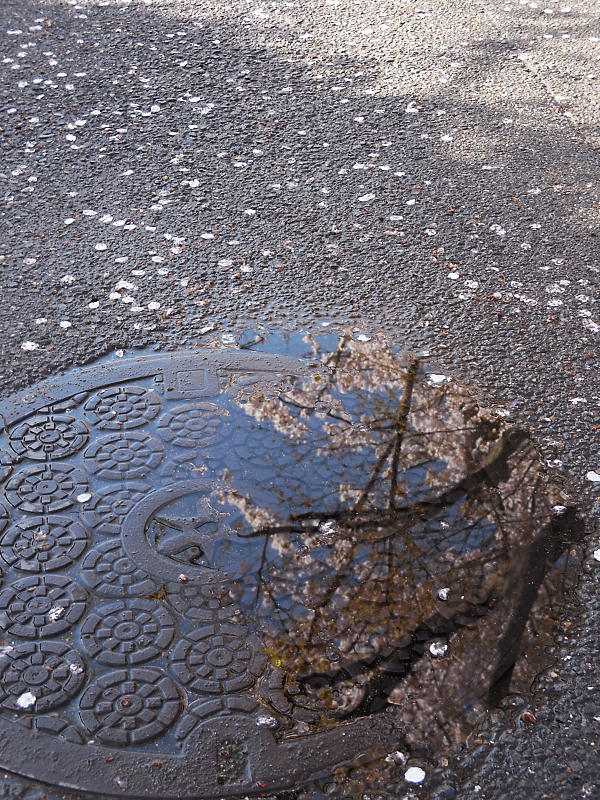 桜巡り2019@光福寺_f0032011_19313743.jpg