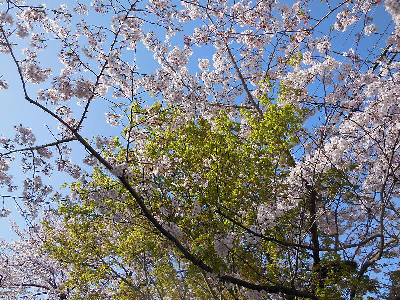 桜巡り2019@光福寺_f0032011_19313771.jpg