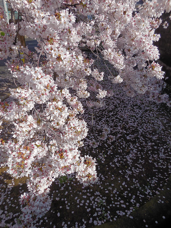 桜巡り2019@光福寺_f0032011_19313774.jpg