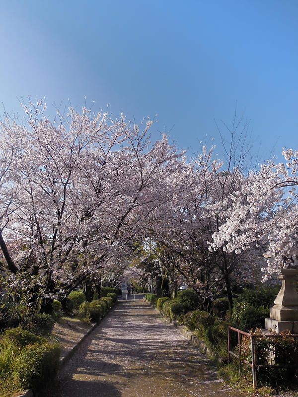 桜巡り2019@光福寺_f0032011_19313777.jpg