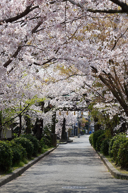 桜巡り2019@光福寺_f0032011_19313805.jpg