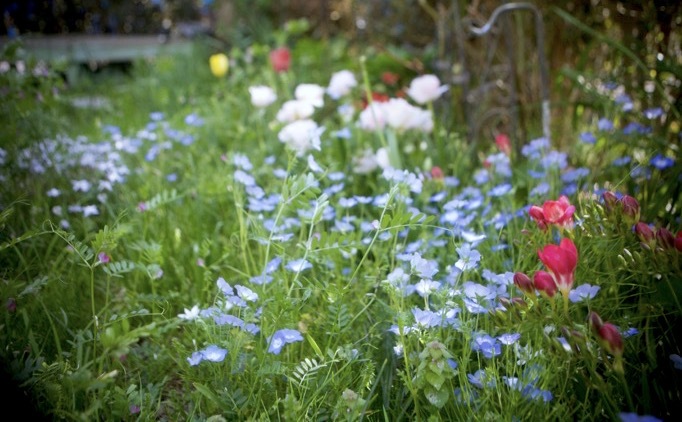 サカタの フラワーガーデン シリーズによる春の花畑 世話要らずの庭