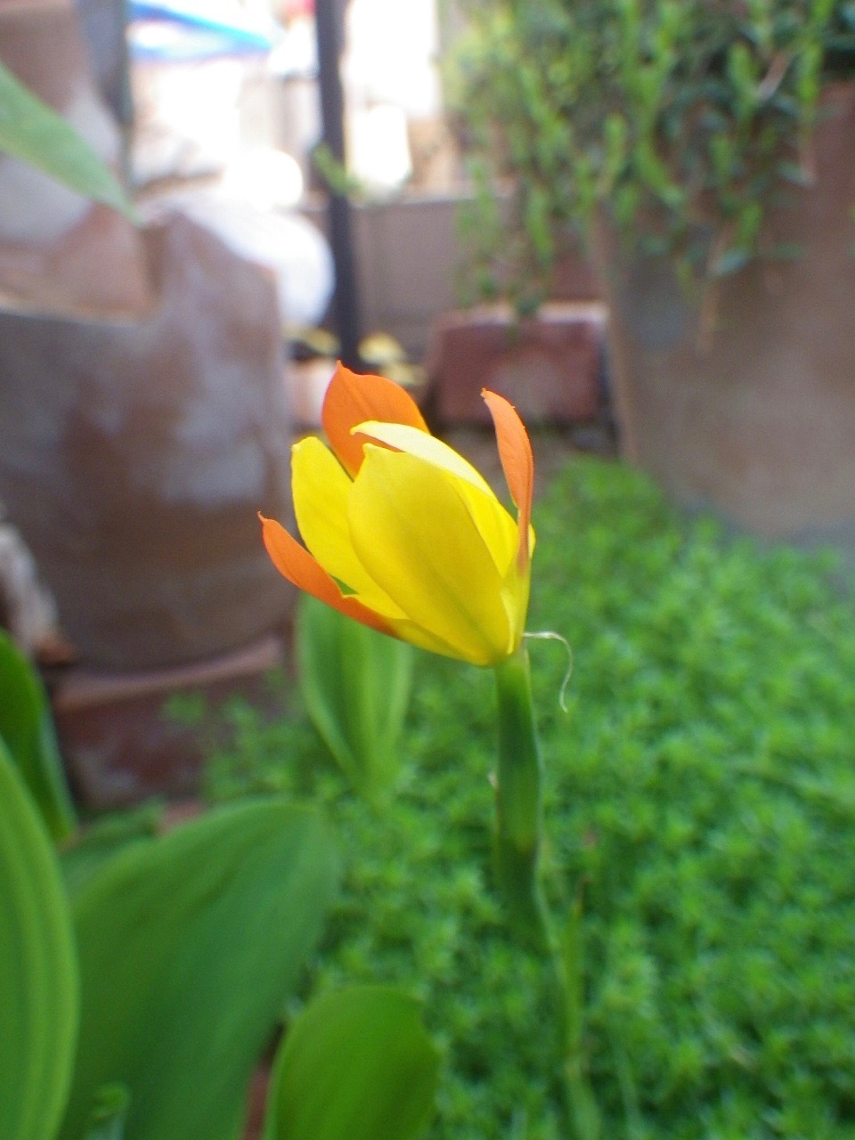黄色にオレンジ色が入った花 植木屋の独り言 黄色にオレンジ色が入った花 植木屋の独り言