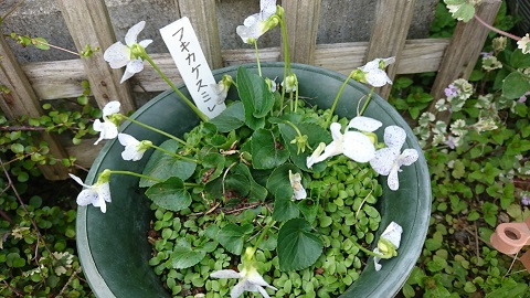 f0228619_20123075.jpg