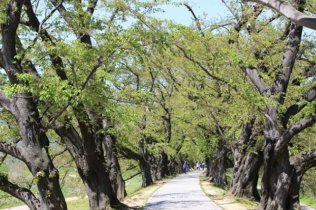 桜の終わった背割堤へ_c0280322_22442868.jpg