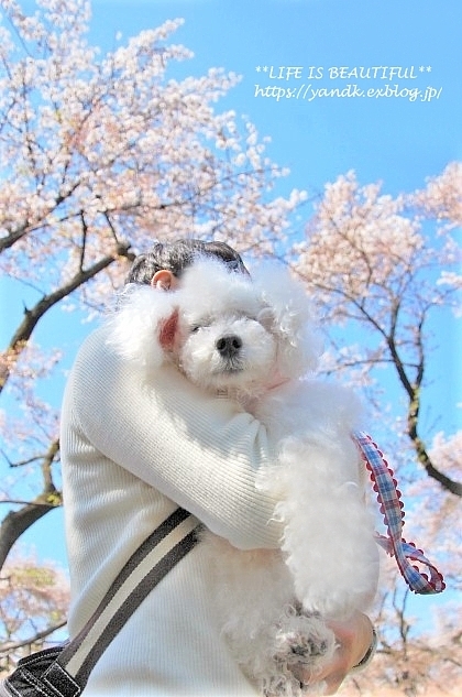 さくら*2019 Part III_d0083623_21134514.jpg