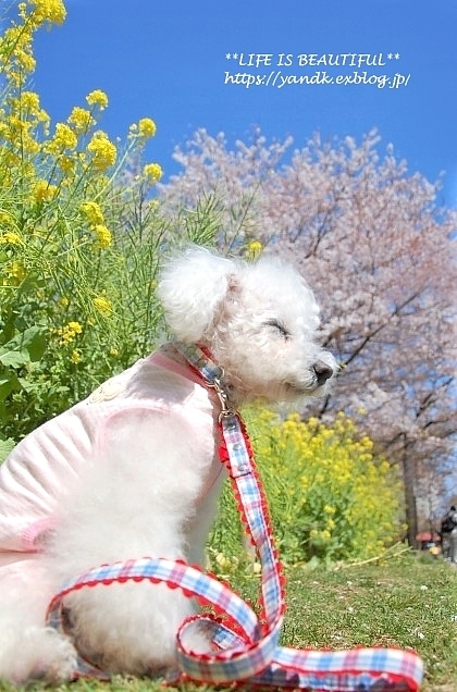さくら*2019 Part III_d0083623_21140153.jpg