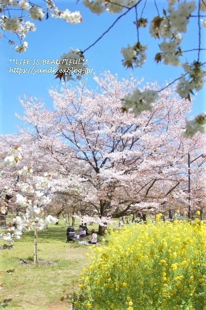 さくら*2019 Part III_d0083623_21140786.jpg
