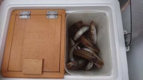 4 21 黒井キス釣り しょうもない鱚追い人 4 21 黒井キス釣り しょうもない鱚追い人