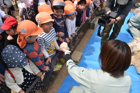 【お知らせ】GWはのんびり動物園へ♡(羊の毛刈り)&飼育の日(4月19日)のご報告_a0116430_15213949.jpg