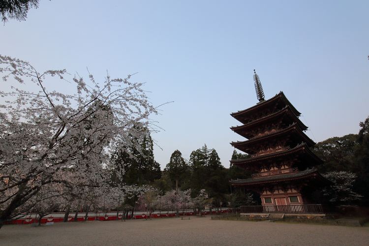 桜の京都2019 －醍醐寺 春期夜間拝観 ～夜のお詣りとお花見～（中編）－_b0169330_21432173.jpg