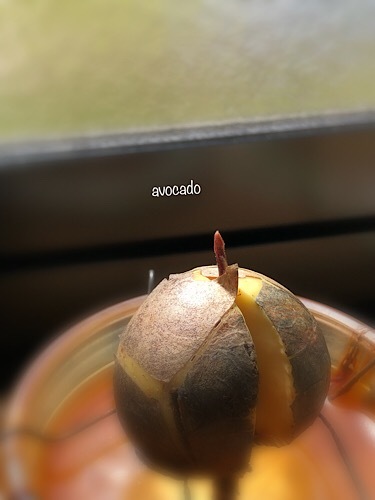 アボカドから_e0385631_10050039.jpeg