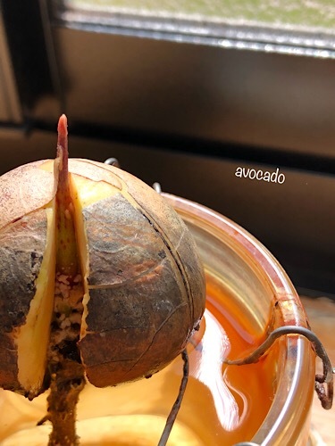 アボカドから_e0385631_10050735.jpeg