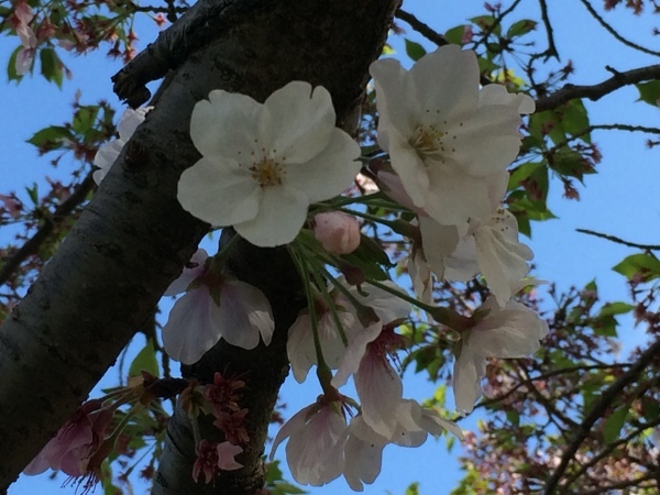 桜、来年も・・・_a0290335_20311347.jpg