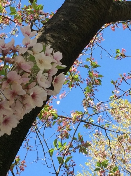 桜、来年も・・・_a0290335_20313258.jpg