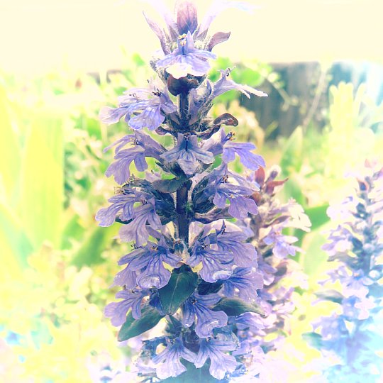 2019年4月29日 十二単の花が咲く !(^^)! : 今日の風に吹かれましょう