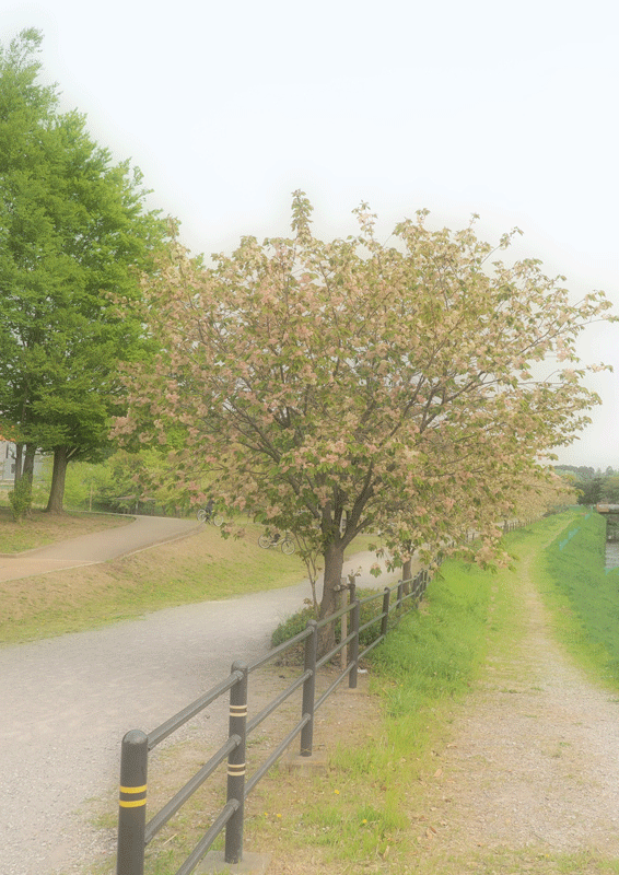 d0290240_18420311.gif