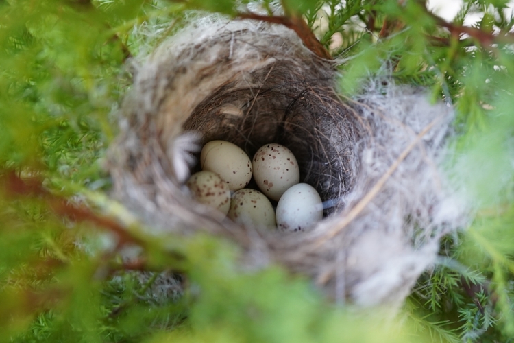 なんの鳥の卵？①_a0274944_20354025.jpg