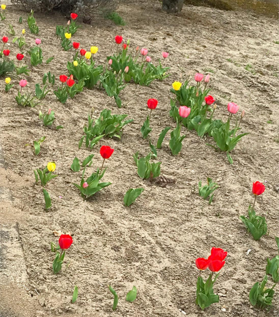 お庭の花たちと春の喜び♪_d0314745_15280479.jpg