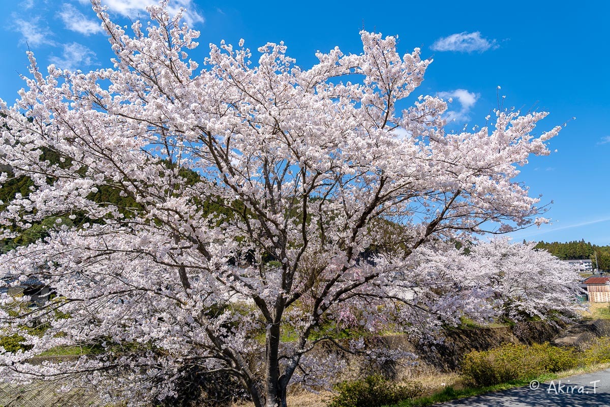 京都の桜 2019 〜7〜_f0152550_19094282.jpg